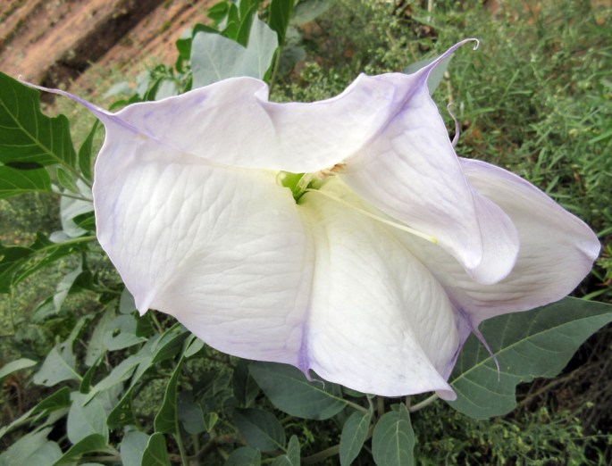 0928-img_0993-paria-day-3-wrather-canyon-datura