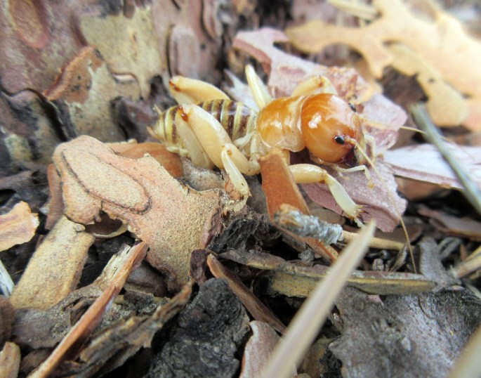 1003-img_1138-bowington-trail