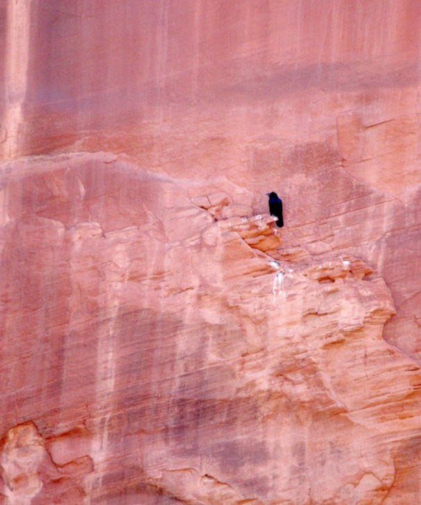 1007 IMG_1253 harris wash raven watching us scramble.jpg