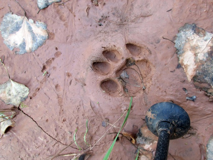 1008-img_1281-heading-down-escalante-to-neon-mountain-lion