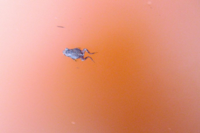 1008-img_1331-neon-toad