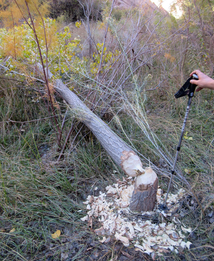 1007-IMG_2516-escalante-river-beaver
