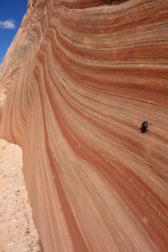 1003 079 DSC03855 bighorn west fork beetle