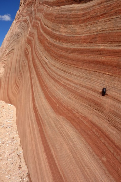1003 079 DSC03855 bighorn west fork beetle